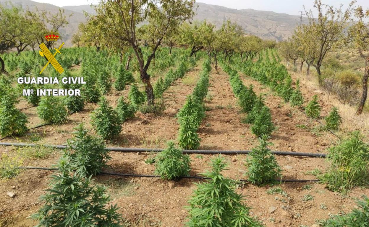 Casi 2.800 plantas de marihuana incautadas camufladas en una plantación de cáñamo en Soportújar