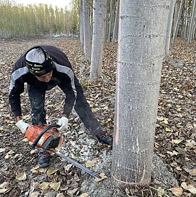 Corta de la chopera con la que se construirá el edificio. 