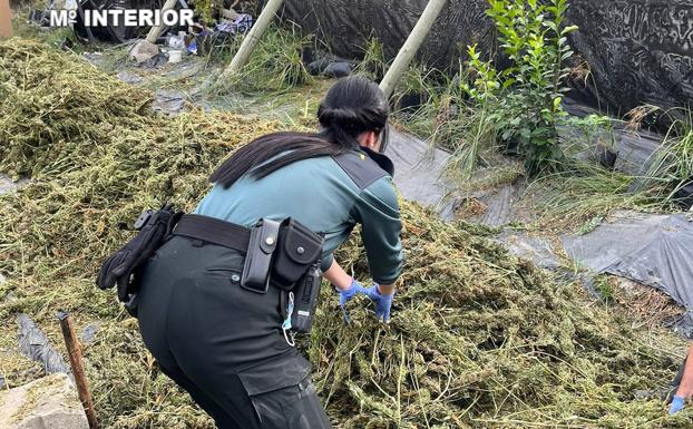 Más de 9.000 plantas incautadas y 103 kilos de marihuana camuflados en una plantación de cáñamo de Torvizcón