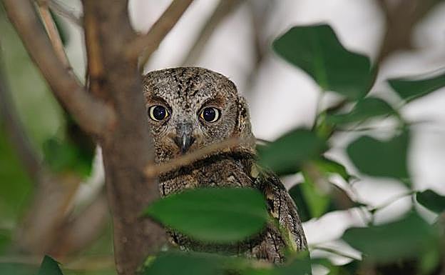 Imagen principal - Especies censadas en la Alhambra. 