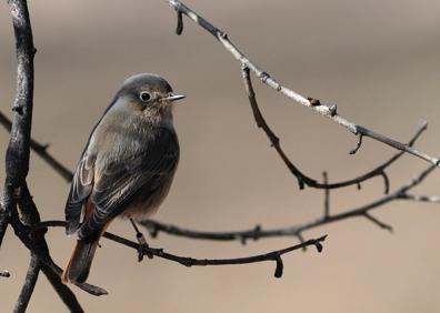 Imagen secundaria 1 - Especies censadas en la Alhambra. 