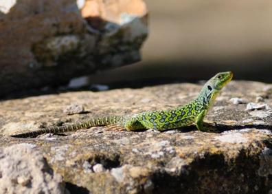 Imagen secundaria 1 - Especies censadas en la Alhambra. 