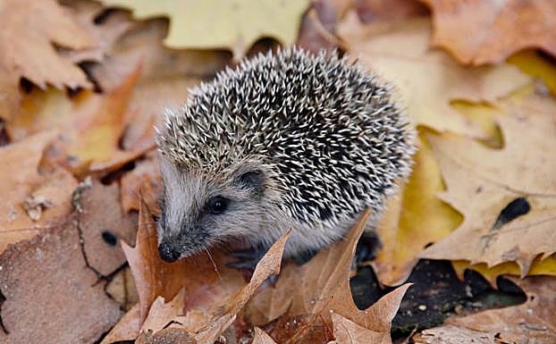 Un erizo se mueve por un lecho de hojas caídas en la Cuesta de Gomérez, el principal acceso a la Alhambra. 