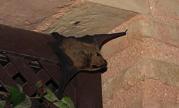 Imagen principal - Especies censadas en la Alhambra. 