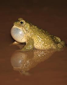 Imagen secundaria 2 - Especies censadas en la Alhambra. 