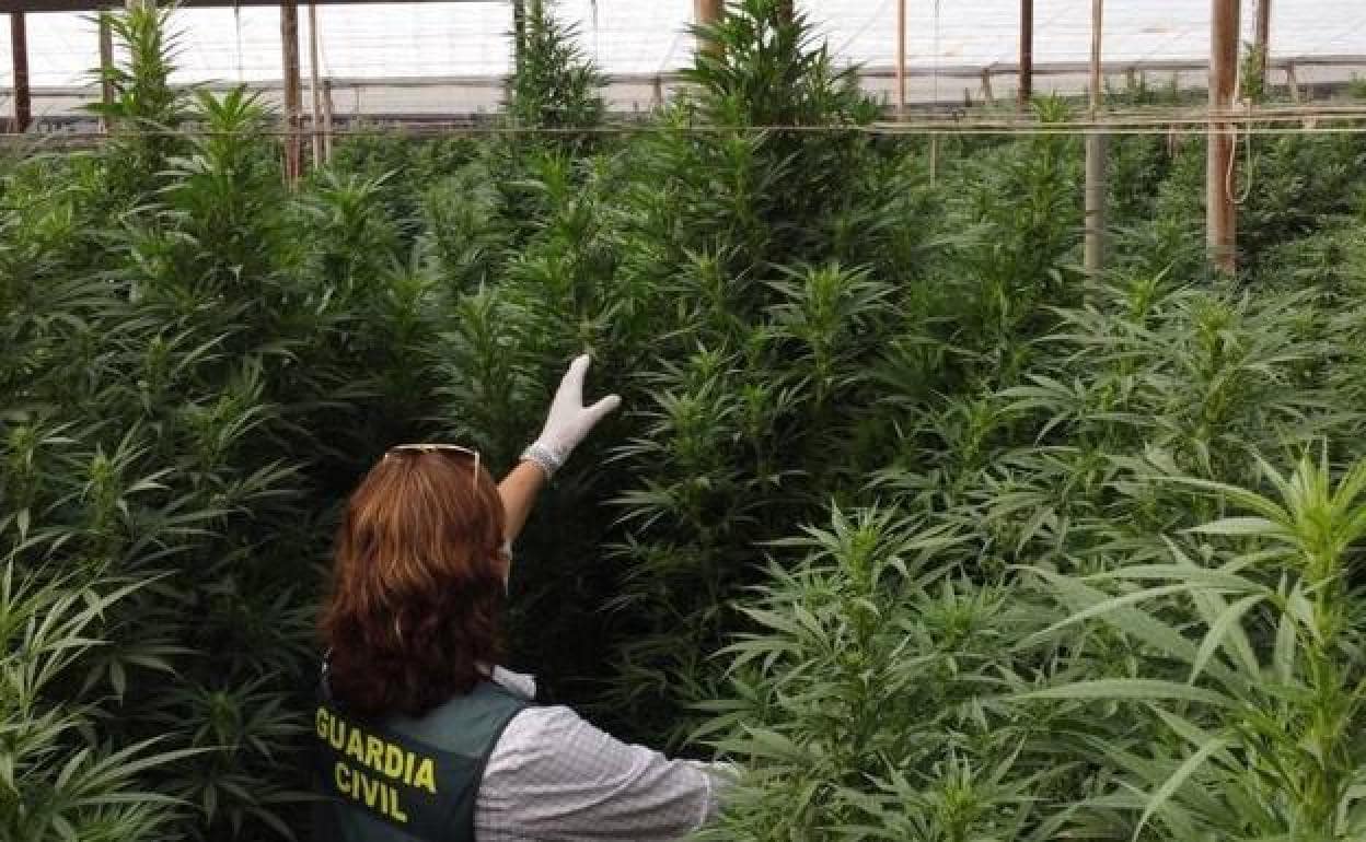 Una agente de Guardia Civil, en una plantación de marihuana en el interior de un invernadero. 