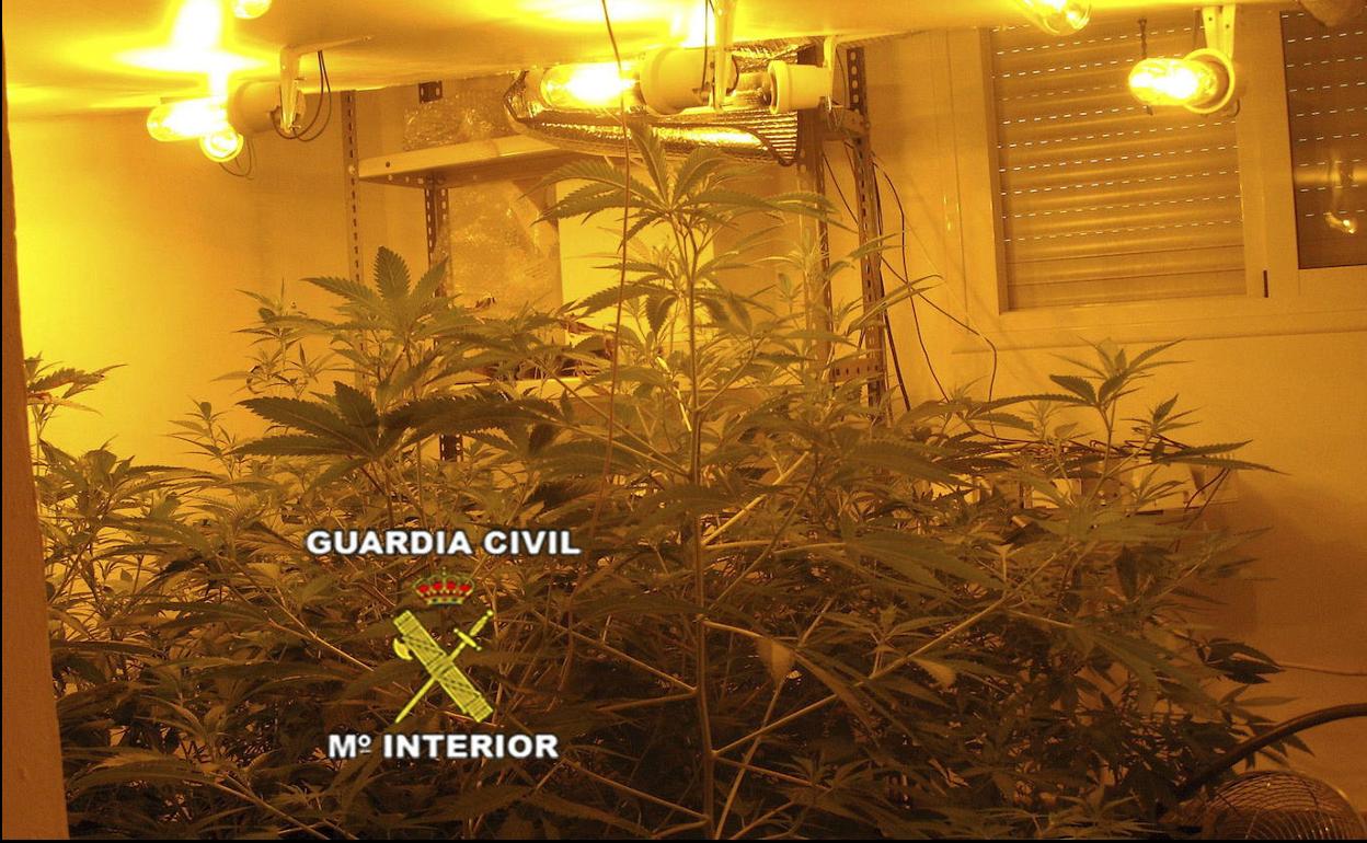 Plantación de cannabis sativa en una vivienda que no es la de Alhendín