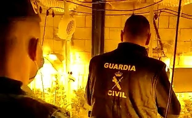 Incautadas 1.312 plantas en una nave industrial y 354 en otra en el Polígono Juncaril