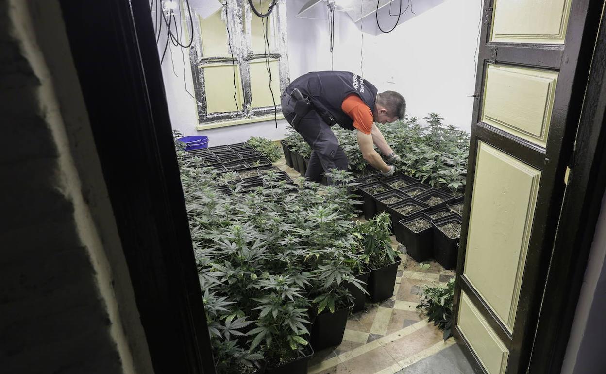 Una plantación de marihuana en una vivienda de Granada.