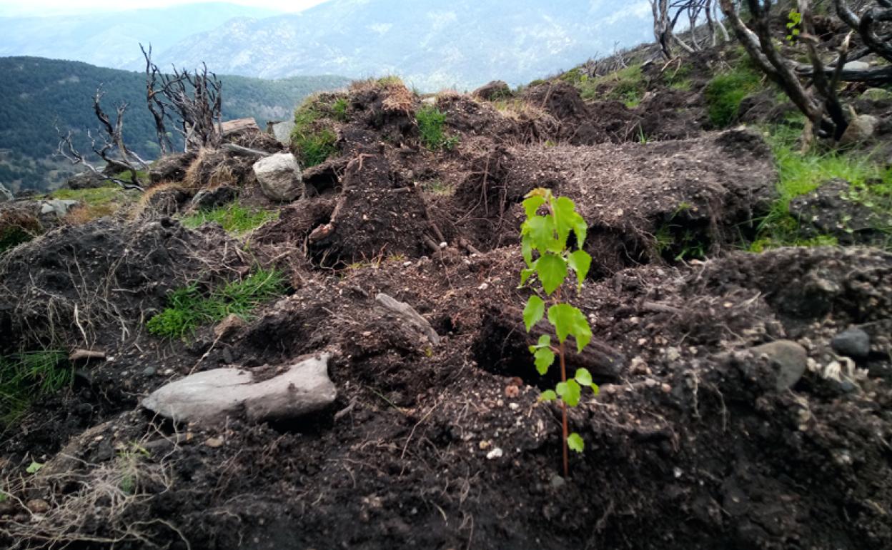 Árbol que crece en una zona devastada.