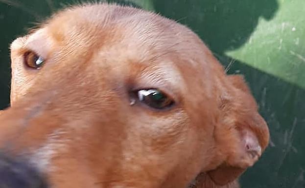 Rescatan a un perro en Granada que habían abandonado en un contenedor de basura