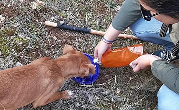 Alimentaron al animal tras rescatarlo y se lo llevaron a casa.