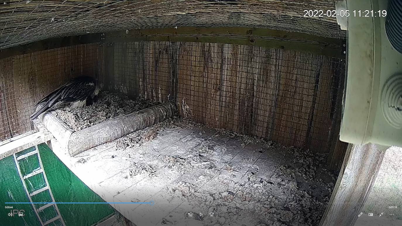 Nido de quebrantahuesos en el centro de cría Guadalentín. 