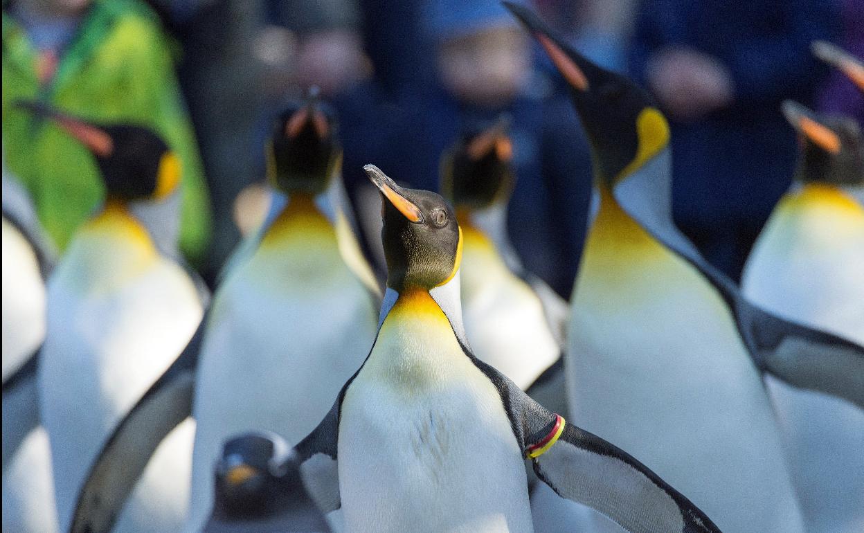 Colonia de pingüinos en la Antártida.