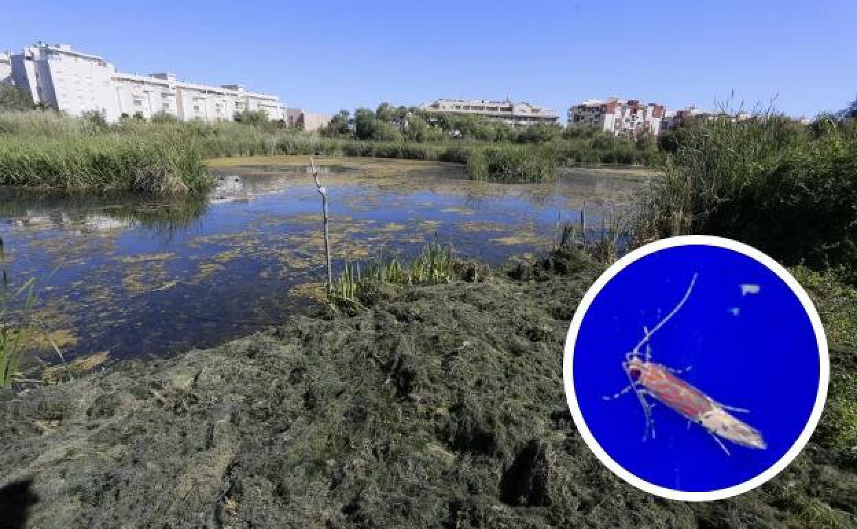 Aparece en la Charca de Suárez de Motril una mariposa asiática nunca antes vista en España