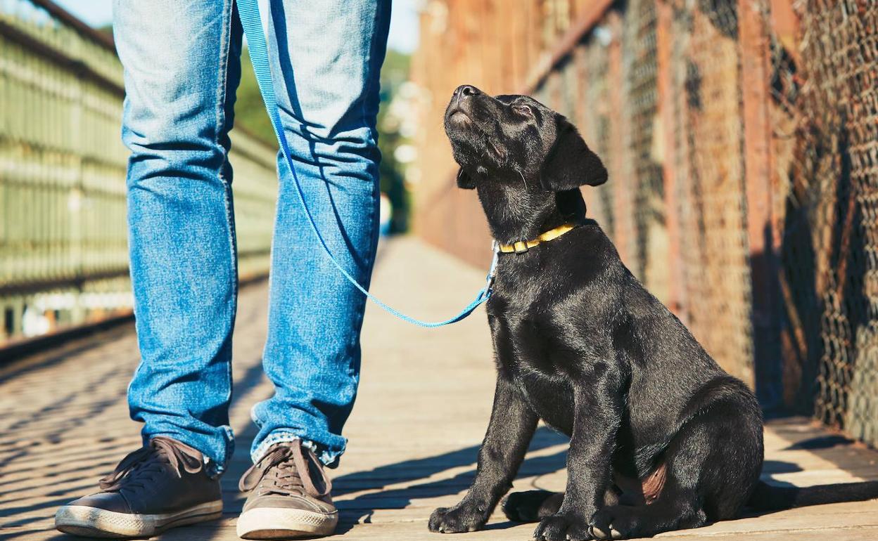 Imagen de archivo de un perro con su dueño.