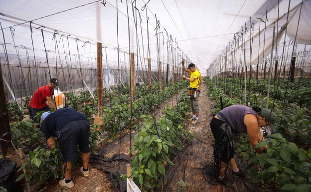 Más de dos millones de kilos de hortofrutícolas, parados en la Costa Tropical