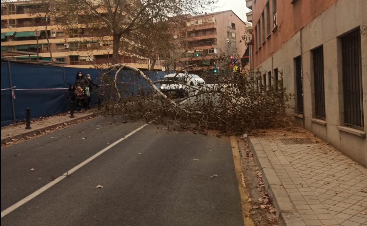 En la capital se han registrado dos caídas de árboles. 
