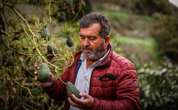 Gregorio Jiménez mira sus aguacates colgados de unos árboles que ya están floreciendo. 