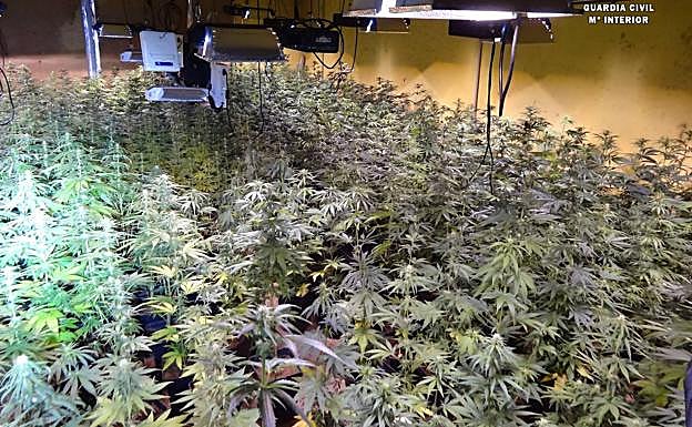 Plantación encontrada por los agentes en el interior de la nave.