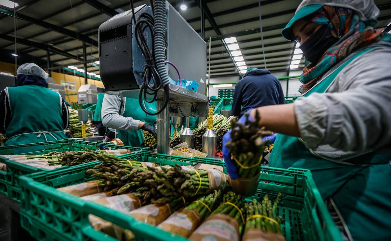 Trabajadores de la cooperativa Los Gallombares.