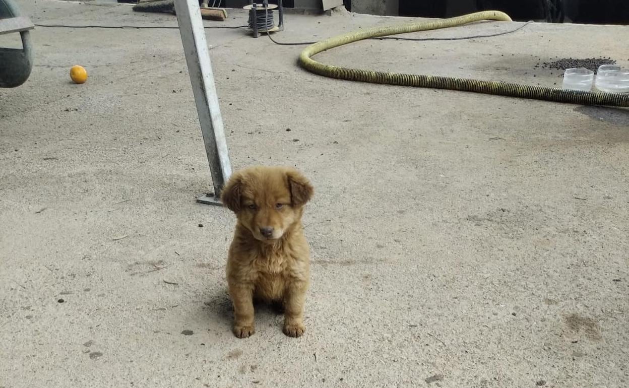 Legado Bigote amortiguar Rescatan a un cachorro que llevaba dos semanas abandonado en una  cooperativa de Granada | Ideal