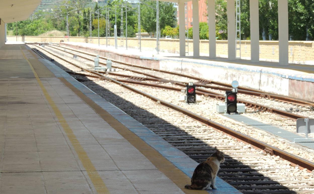 Un gato contempla las vías vacías de la estación ferroviaria de Jaén. 