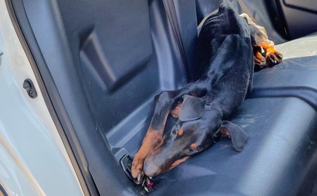 El dóberman tras ser rescatado por los agentes de la Policía Local.