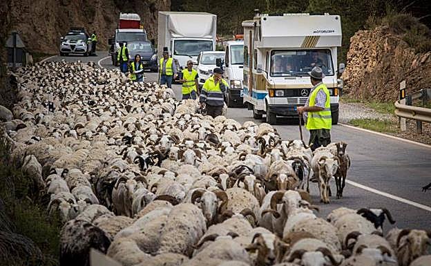 Imagen principal - El rebaño de Gabriel Gallegos durante su ruta hacia la Alpujarra. 