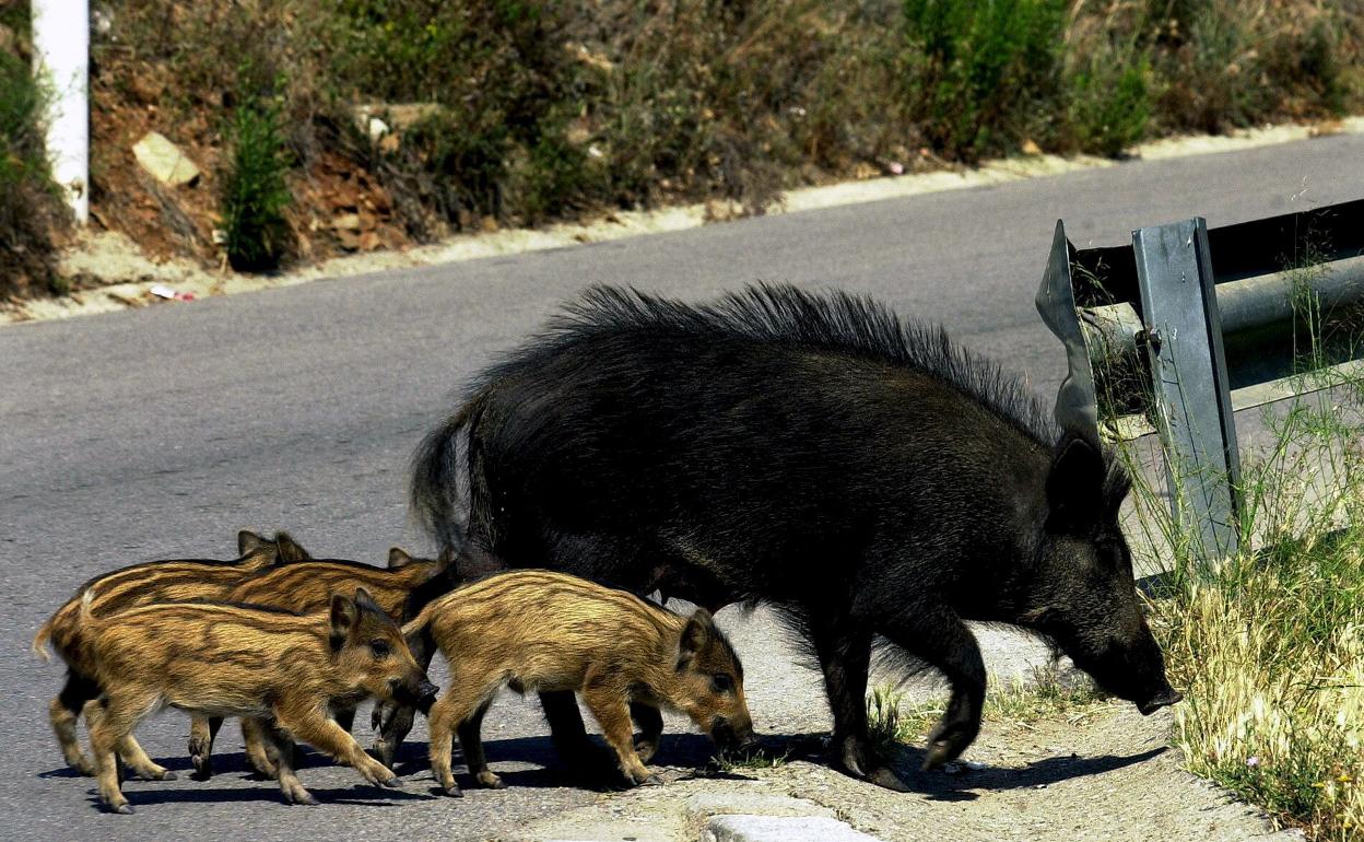 Una hembra de habalí cruza una carretera con sus jabatos