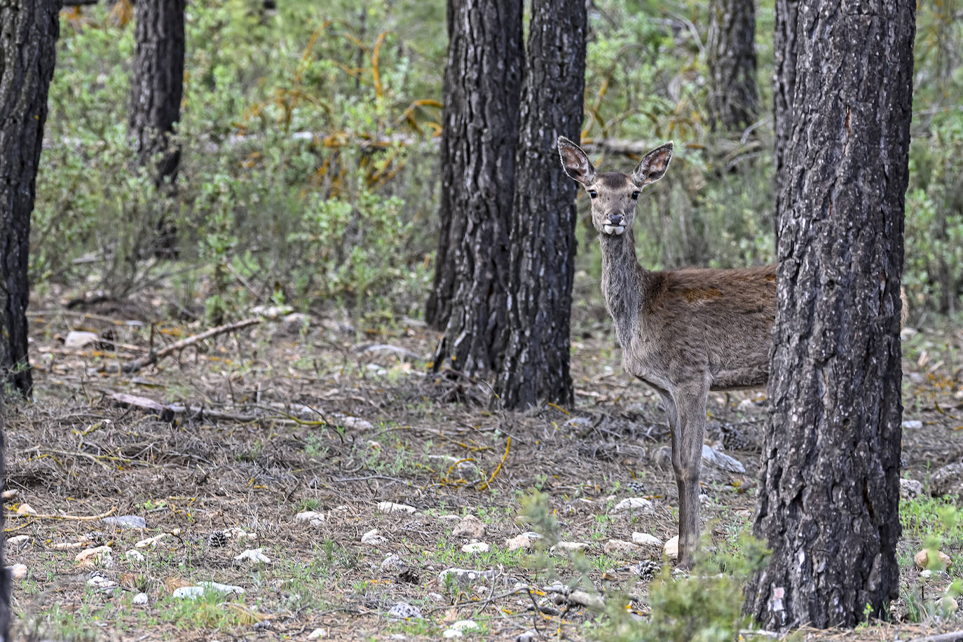 Fotos: Un tesoro de la naturaleza llamado Sierra de Baza