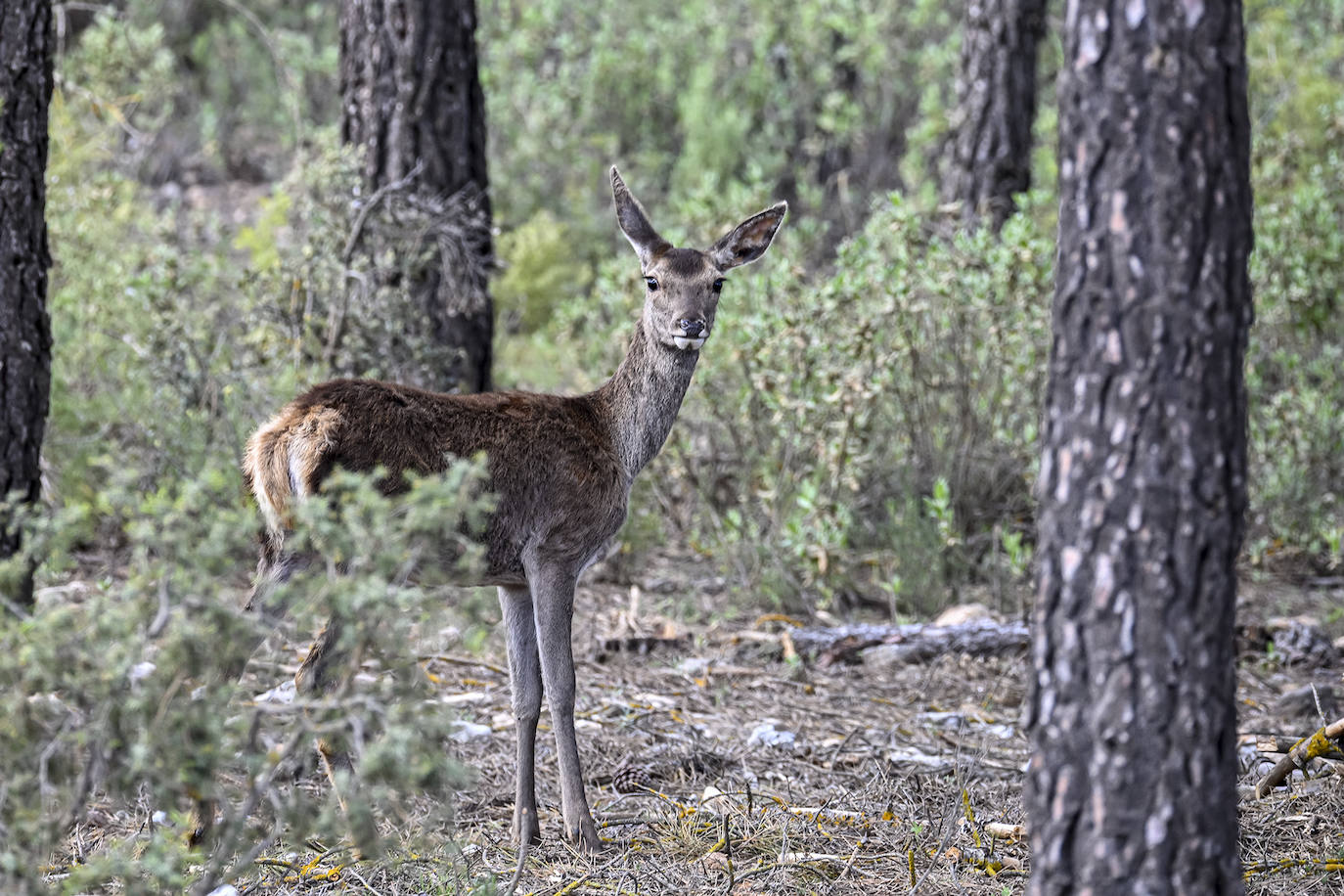 Fotos: Un tesoro de la naturaleza llamado Sierra de Baza