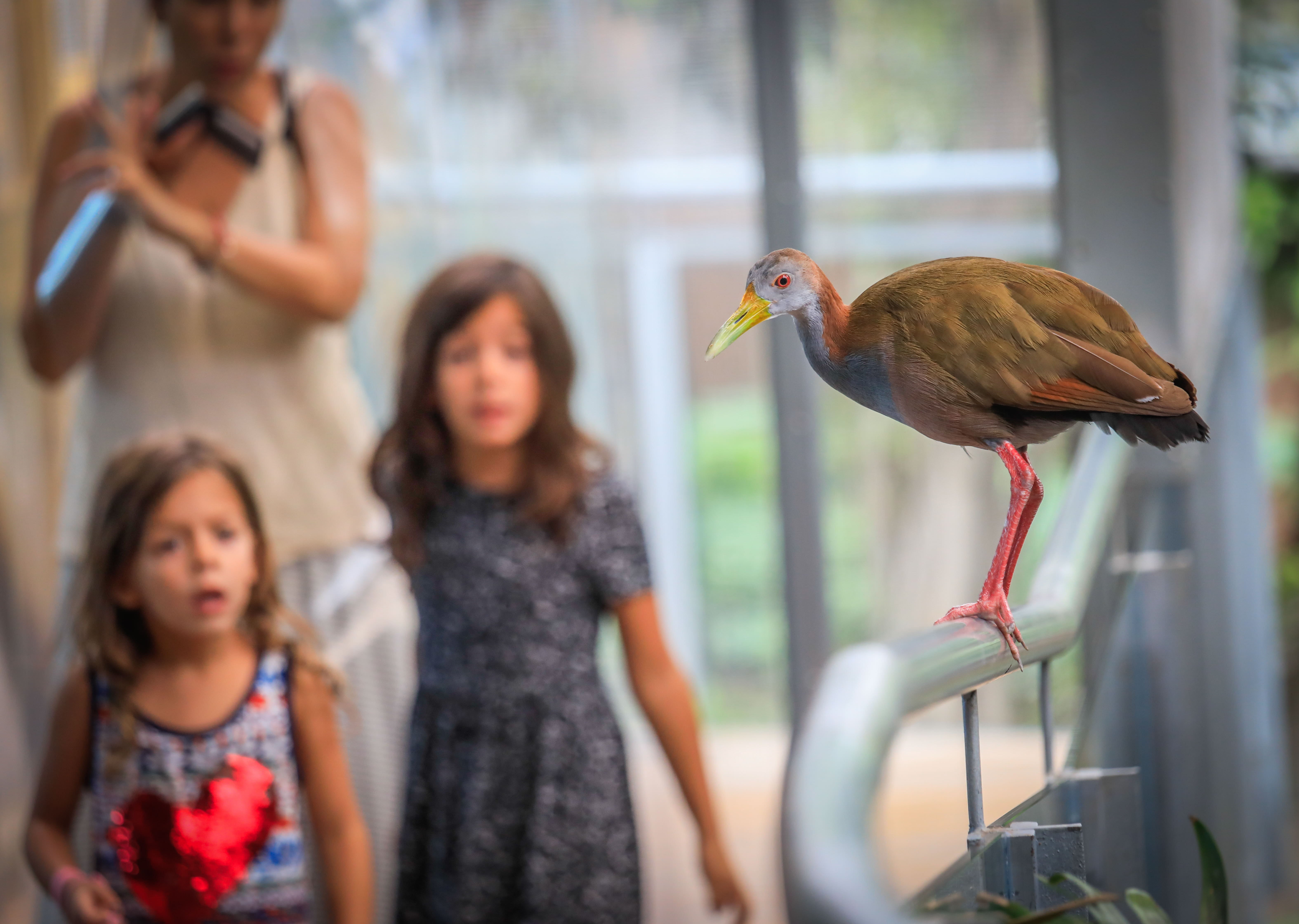 El Biodomo del Parque de las Ciencias.