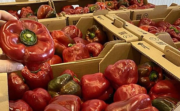 Pimiento california imperfecto pero igual de nutritivo que si fuera de primera categoría. 