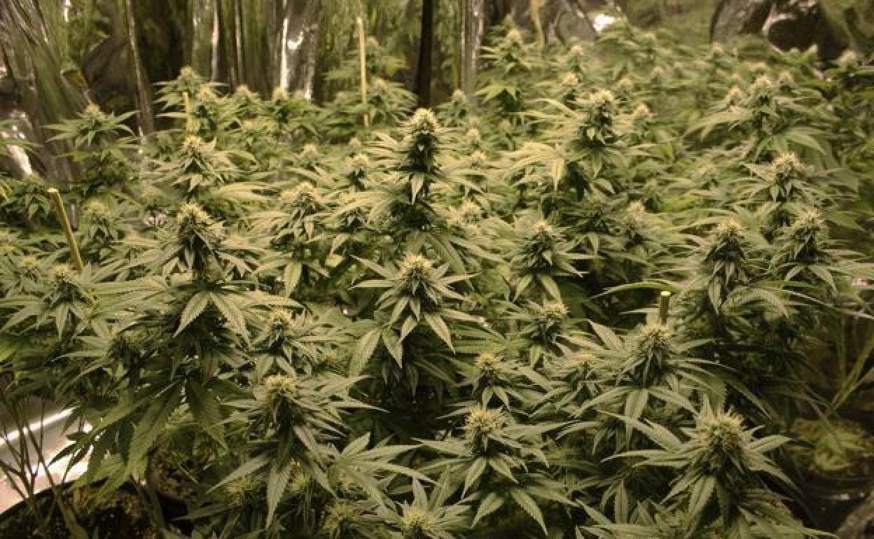 magen de archivo de una plantación de marihuana incautada en Granada