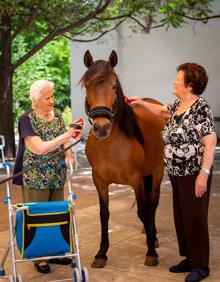 Imagen secundaria 2 - Vicente (arriba) peina con soltura las crines del equino. Abajo (izquierda), José Ortiz sujeta a la yegua mientras otra usuaria la toca. Abajo (derecha), Constantina y Amelia interactúan con el animal. 