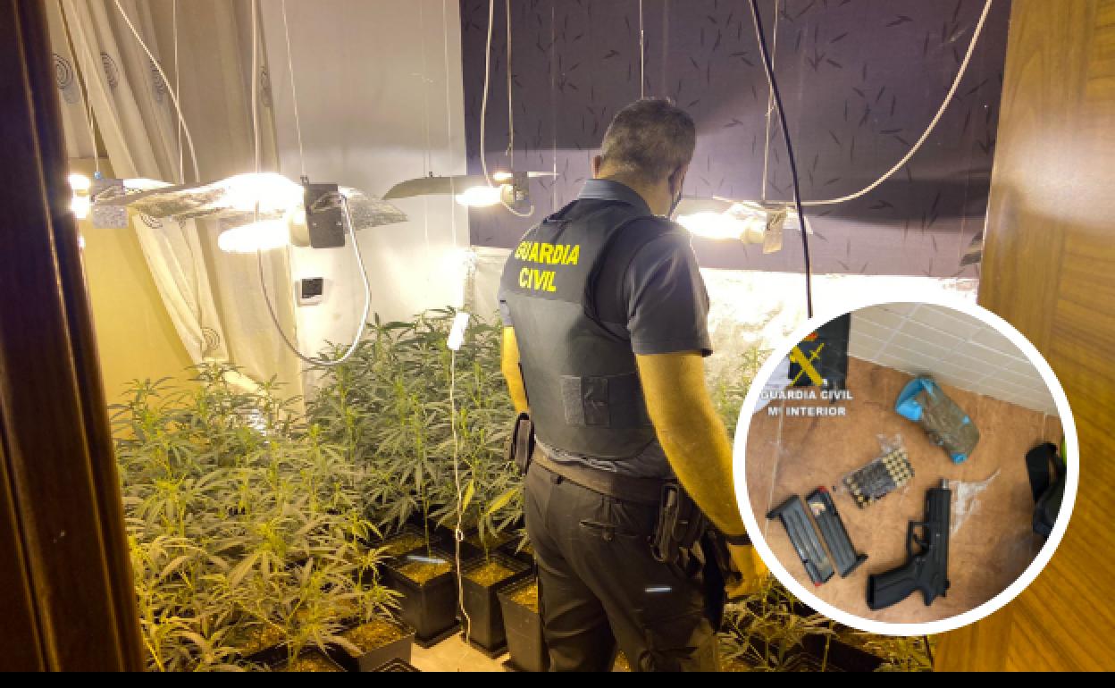 Las plantas y el arma incautadas. 