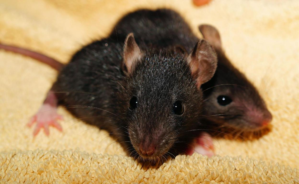 La rata negra se expande por España: ¿puede contagiar la peste bubónica?