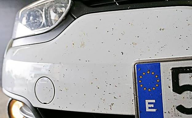 Los trucos definitivos para eliminar los mosquitos del coche