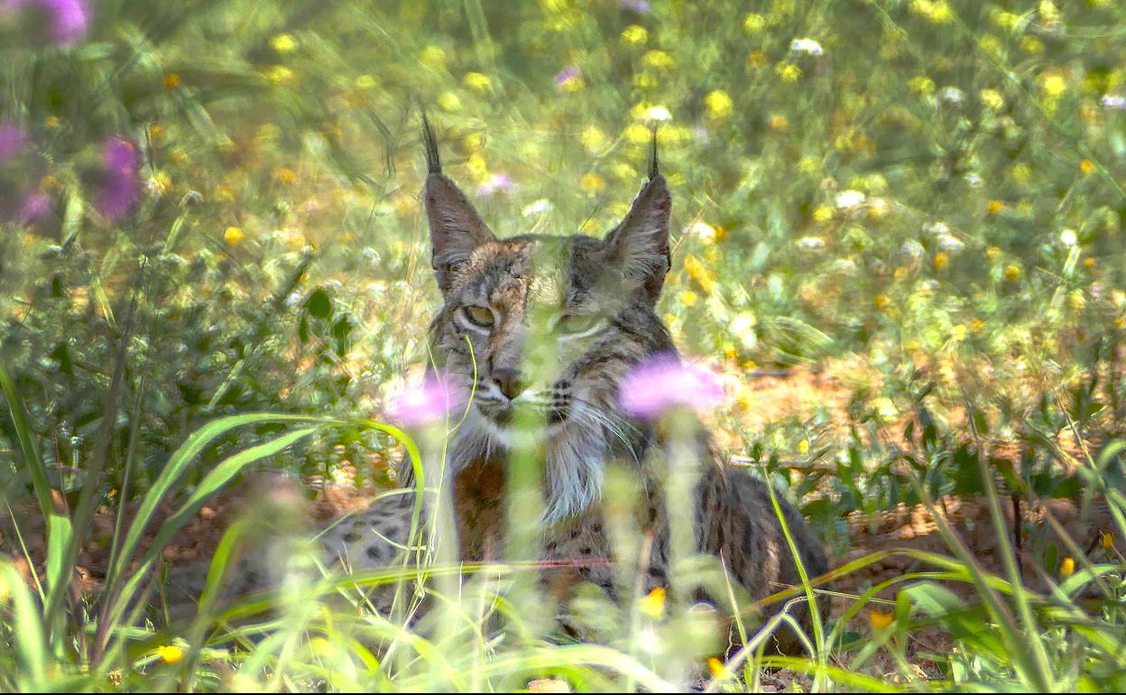 Lince ibérico.