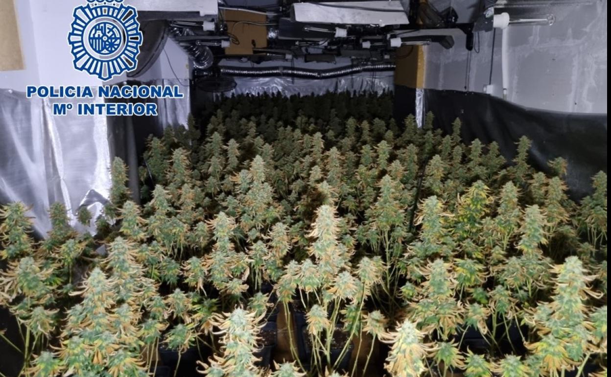 Marihuana incautada en la operación.