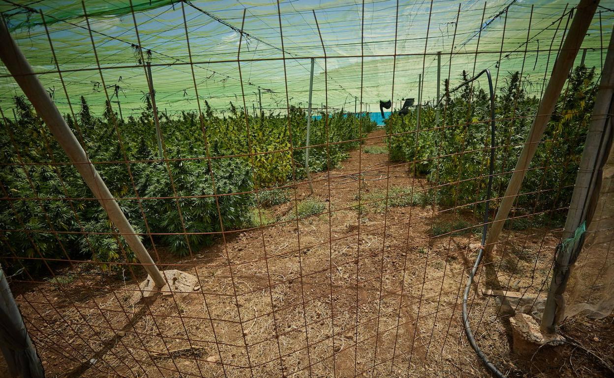 Invernadero con plantas de cannabis sativa en Escúzar, intervenido por Guardia Civil en 2021.