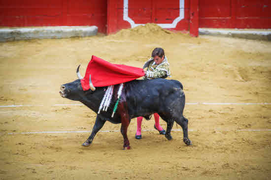 Toros en el Corpus