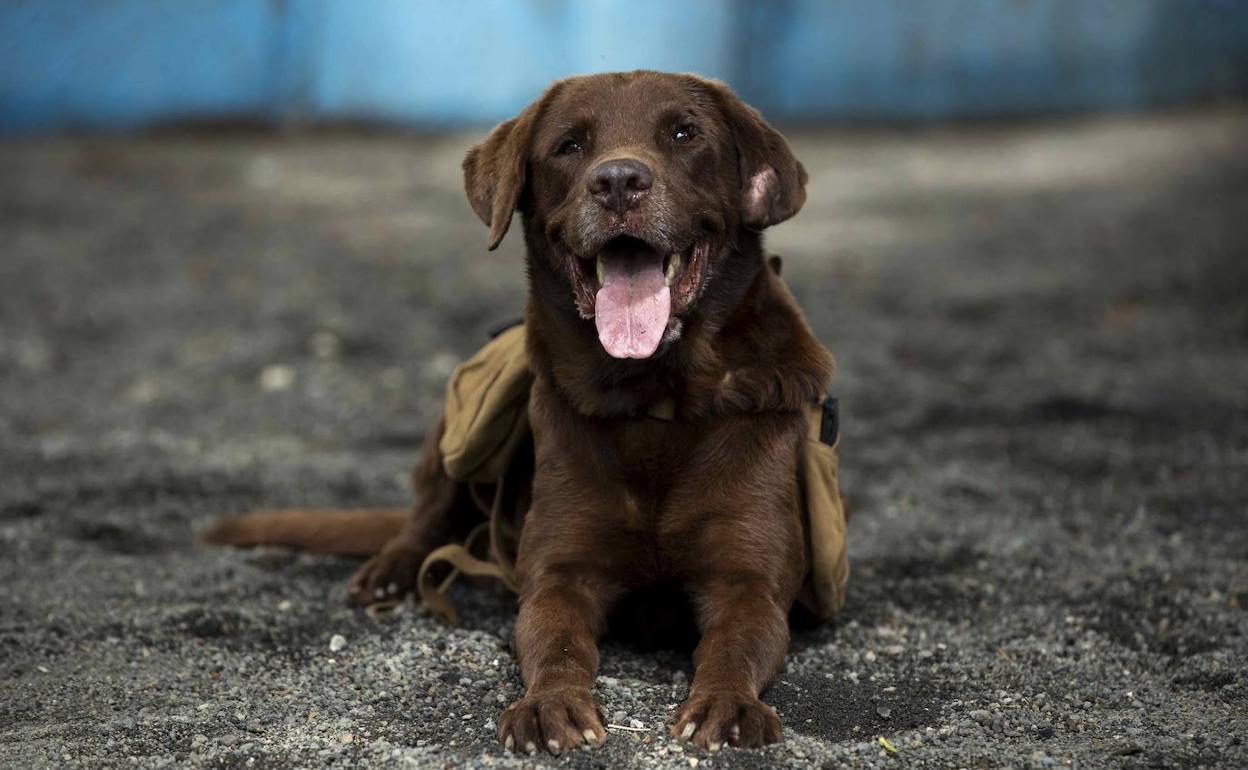 Perro-mascota-alquiler