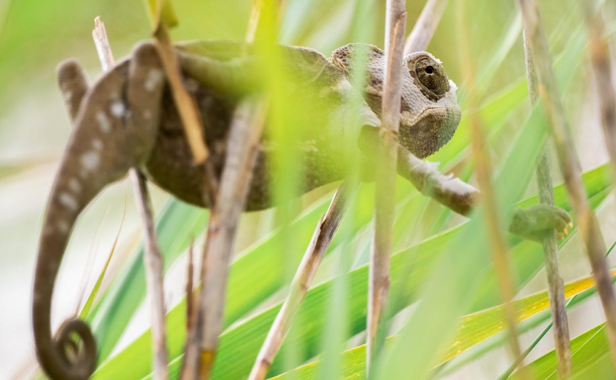 Ejemplar de camaleón común mediterráneo en Motril.