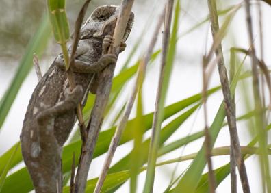 Imagen secundaria 1 - Los últimos camaleones europeos se afincan en Granada