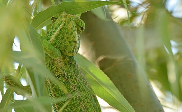 Imagen principal - Los últimos camaleones europeos se afincan en Granada