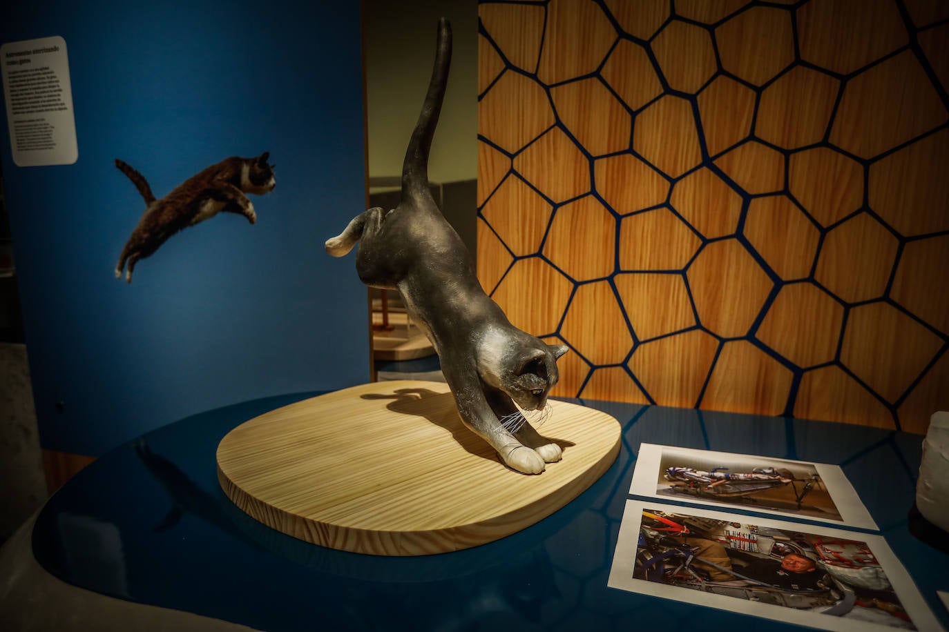 Una espectacular exposición muestra cómo la ciencia, la ingeniería o la arquitectura copian la naturaleza para lograr avances para el ser humano