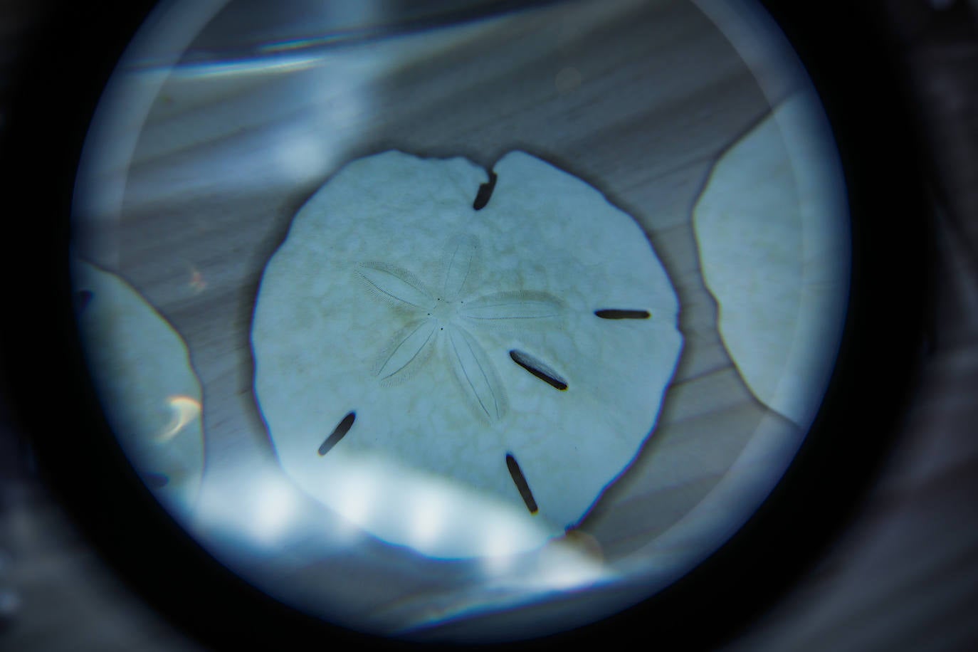 Una espectacular exposición muestra cómo la ciencia, la ingeniería o la arquitectura copian la naturaleza para lograr avances para el ser humano