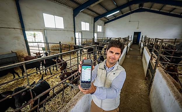 Javier Fernández, gerente de Caprigran, en el corral de los machos sementales con la PDA que les permite recoger datos.